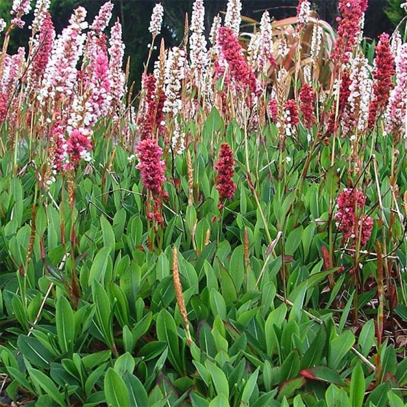 Schneckenknöterich Darjeeling Red - Persicaria affinis (Hafen)