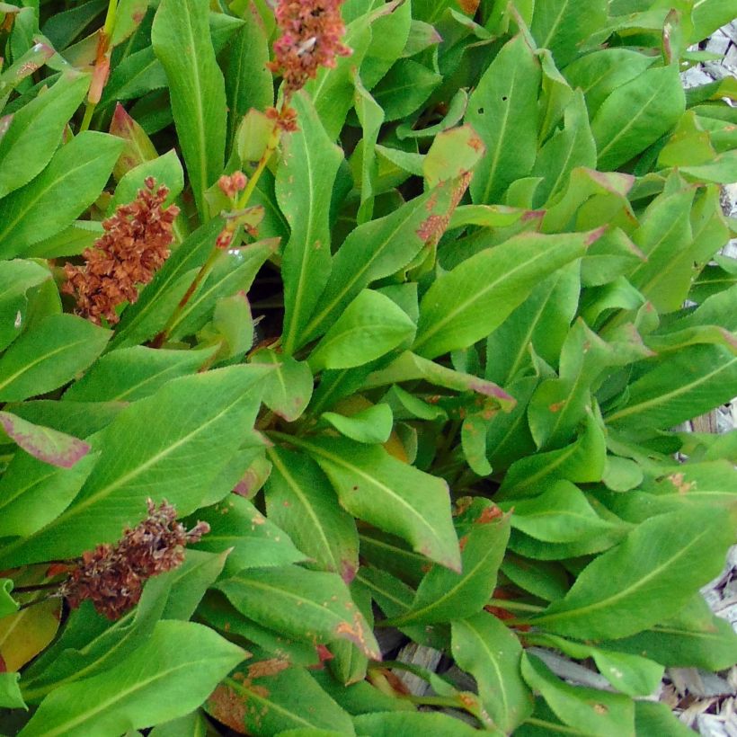 Schneckenknöterich Kabouter - Persicaria affinis (Laub)