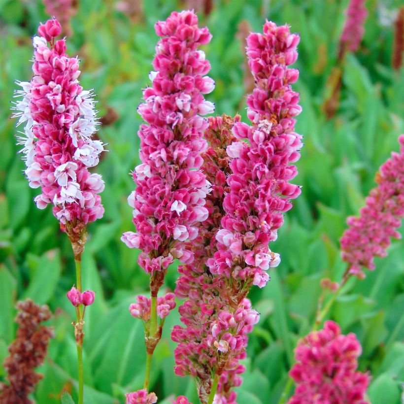 Schneckenknöterich Kabouter - Persicaria affinis (Blüte)