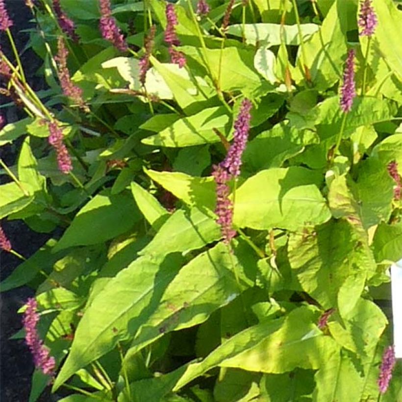 Kerzenknöterich Golden Arrow - Bistorta amplexicaulis (Laub)