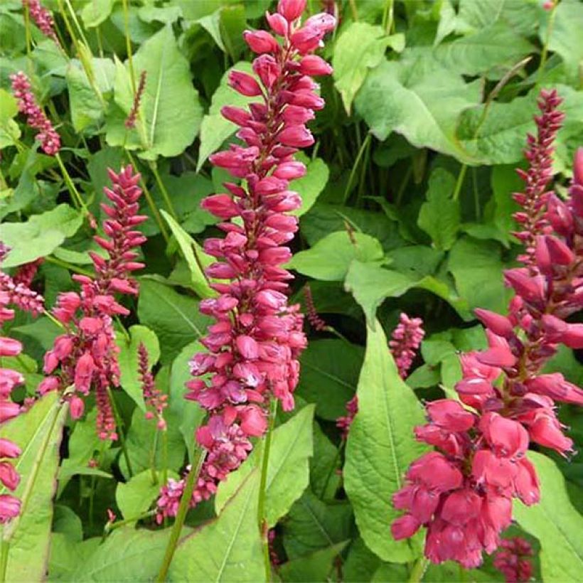 Kerzenknöterich JS Caliente - Bistorta amplexicaulis (Blüte)