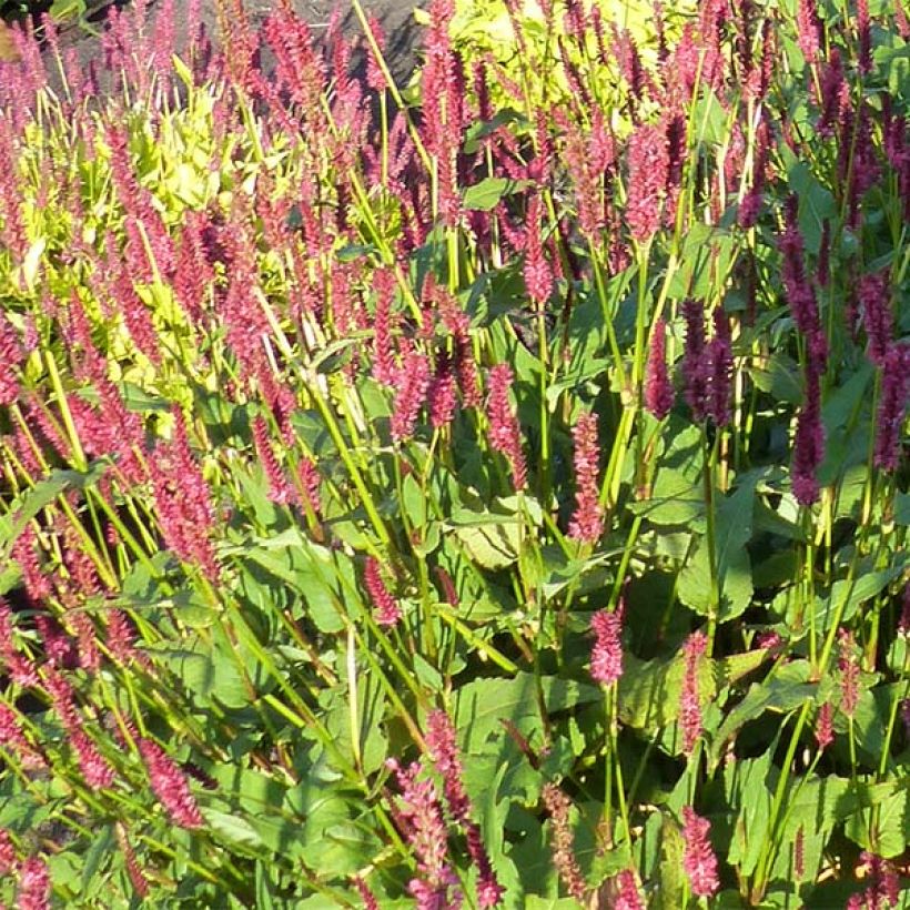 Kerzenknöterich JS Delgado Macho - Bistorta amplexicaulis (Blüte)