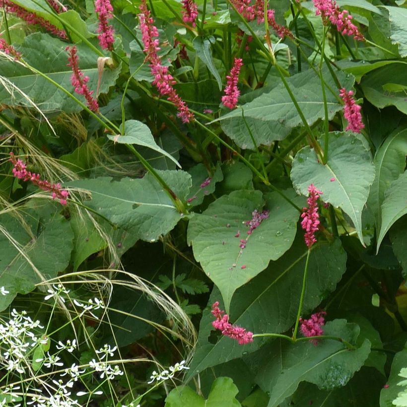 Kerzenknöterich Speciosa - Bistorta amplexicaulis (Laub)