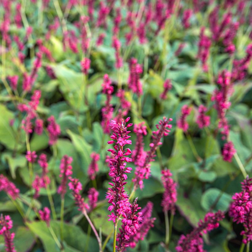 Kerzenknöterich Speciosa - Bistorta amplexicaulis (Blüte)