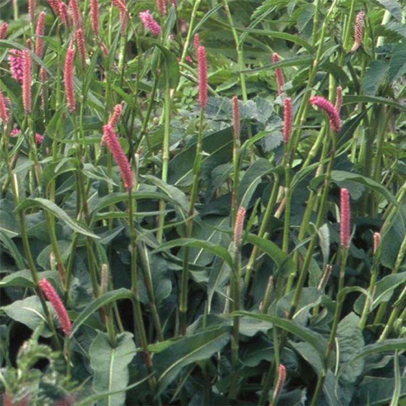 Schlangenwurz Hohe Tatra - Persicaria officinalis (Laub)