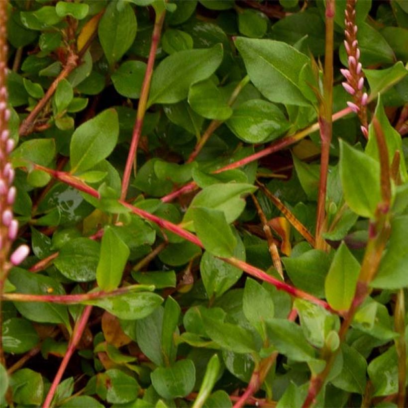 Schlangen-Knöterich - Persicaria vacciniifolia (Laub)