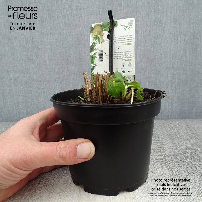 Exemplar von Persil japonais - Cryptotaenia japonica Pot de 1,5L/2L wie im Winter geliefert