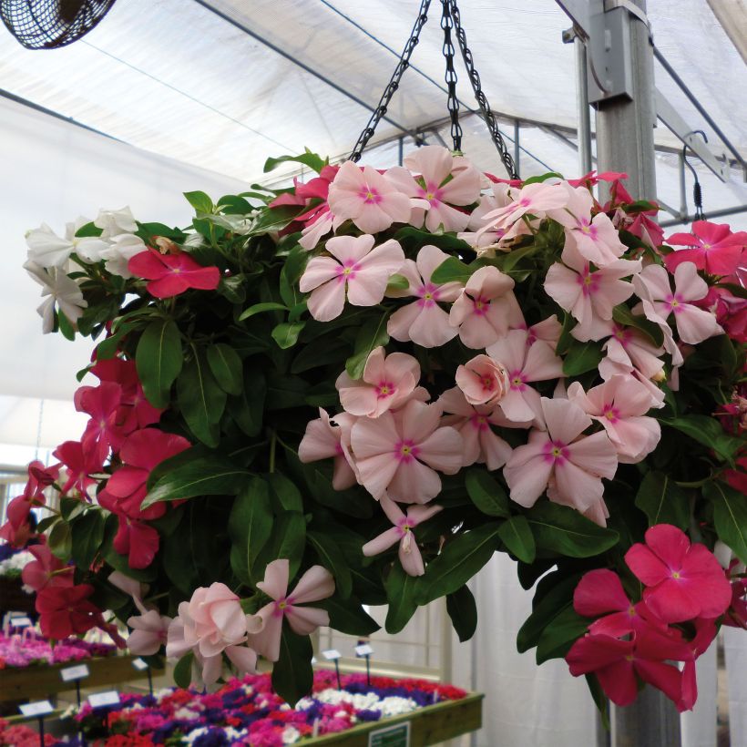 Rosafarbene Catharanthe Mediterranean Mix XP - Catharanthus (Hafen)