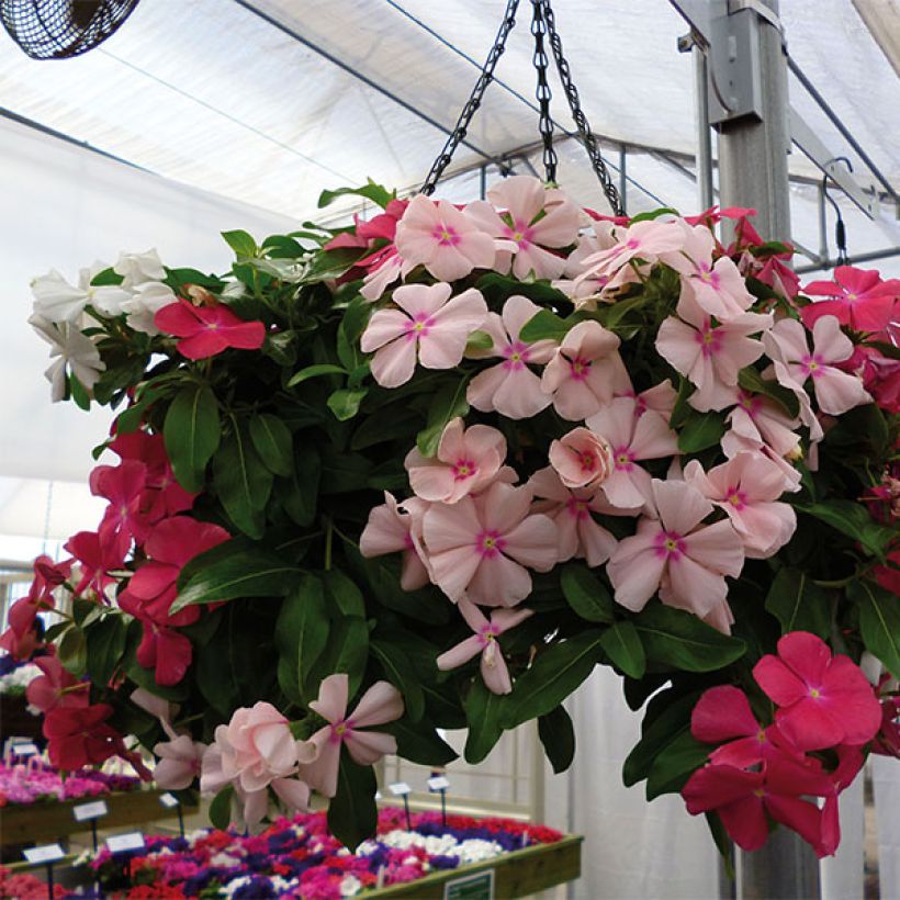 Rosafarbene Catharanthe Mediterranean Mix XP - Catharanthus (Blüte)