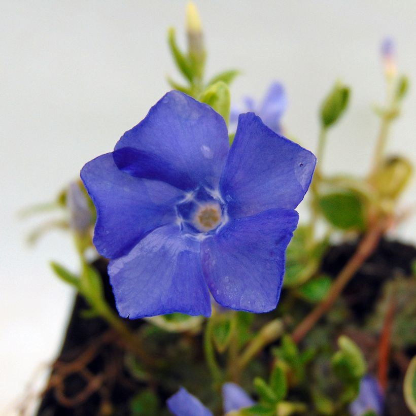 Kleines Immergrün Ralph Shugert - Vinca minor (Blüte)