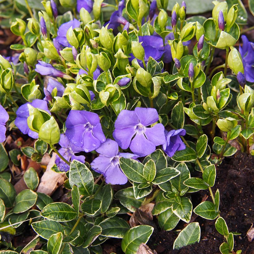 Kleines Immergrün Ralph Shugert - Vinca minor (Hafen)