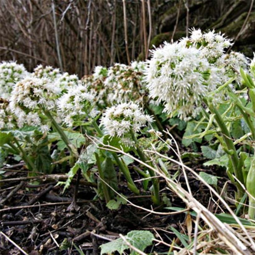 Weiße Pestwurz - Petasites albus (Blüte)