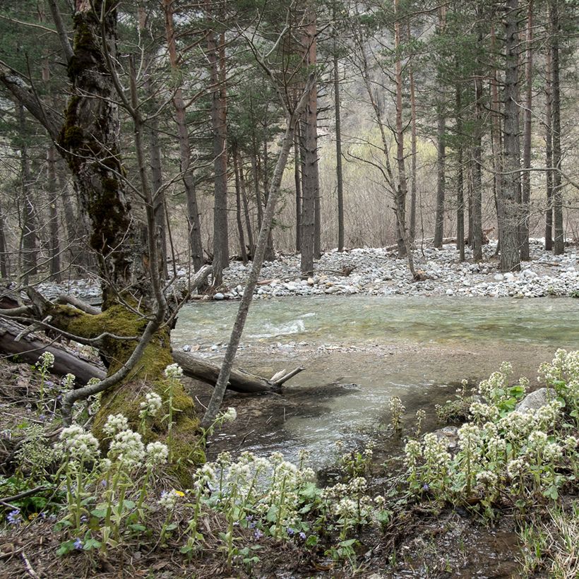 Weiße Pestwurz - Petasites albus (Hafen)