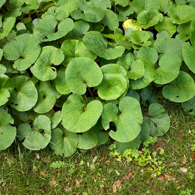 Winterheliotrop - Petasites fragrans (Laub)