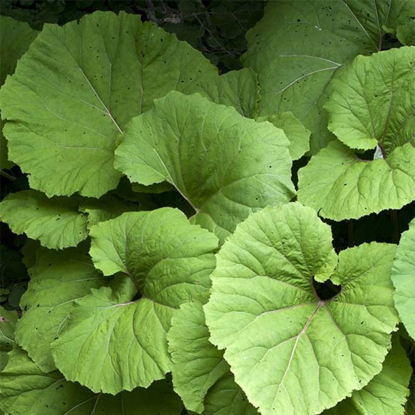 Gewöhnliche Pestwurz - Petasites hybridus (Laub)