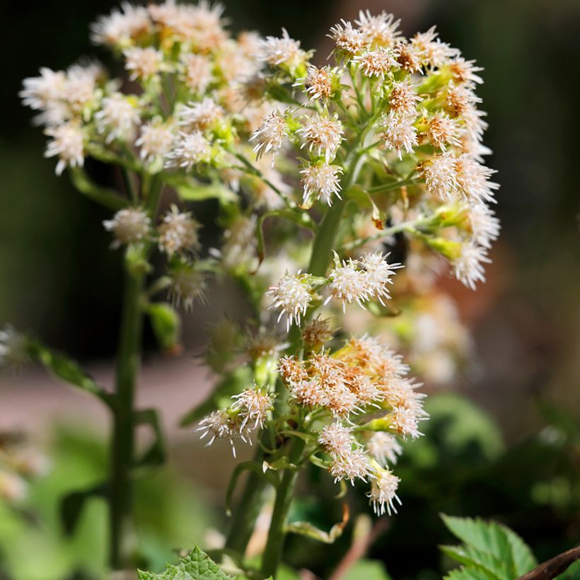 Gewöhnliche Pestwurz - Petasites hybridus (Blüte)