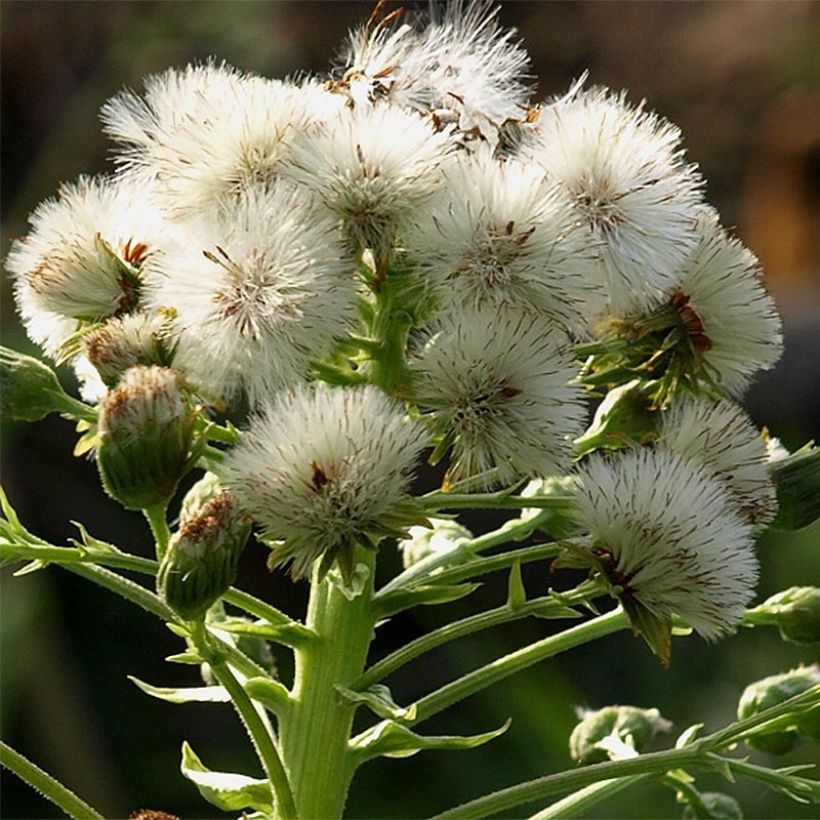 Japanische Pestwurz Giganteus - Petasites japonicus (Blüte)