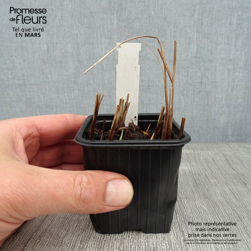 Exemplar von Petite massette - Typha minima Godet de 9cm wie im Winter geliefert