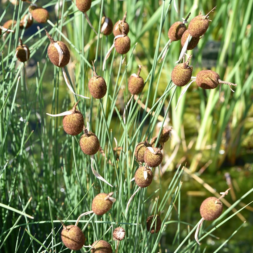 Typha minima - Zwerg-Rohrkolben (Hafen)