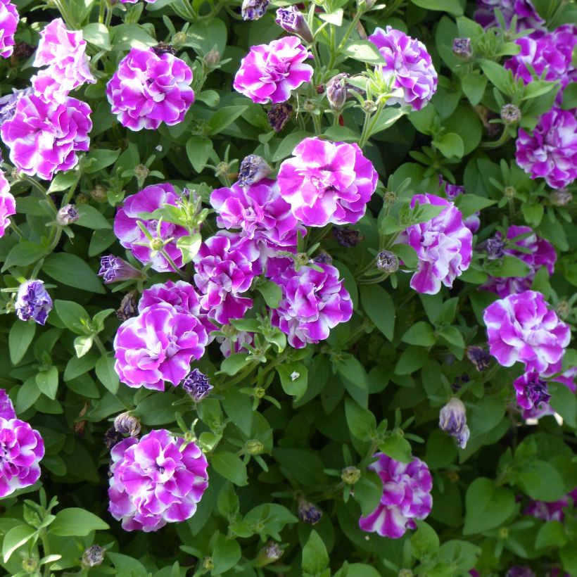 Petunia Amarena Twist (Blüte)