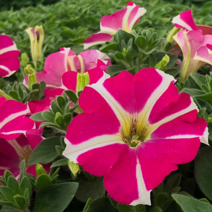 Petunia Amore Pink Hearts (Blüte)