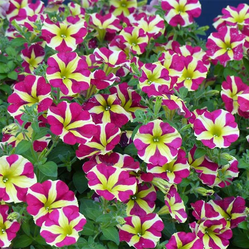 Petunia Amore Queen of Hearts (Blüte)