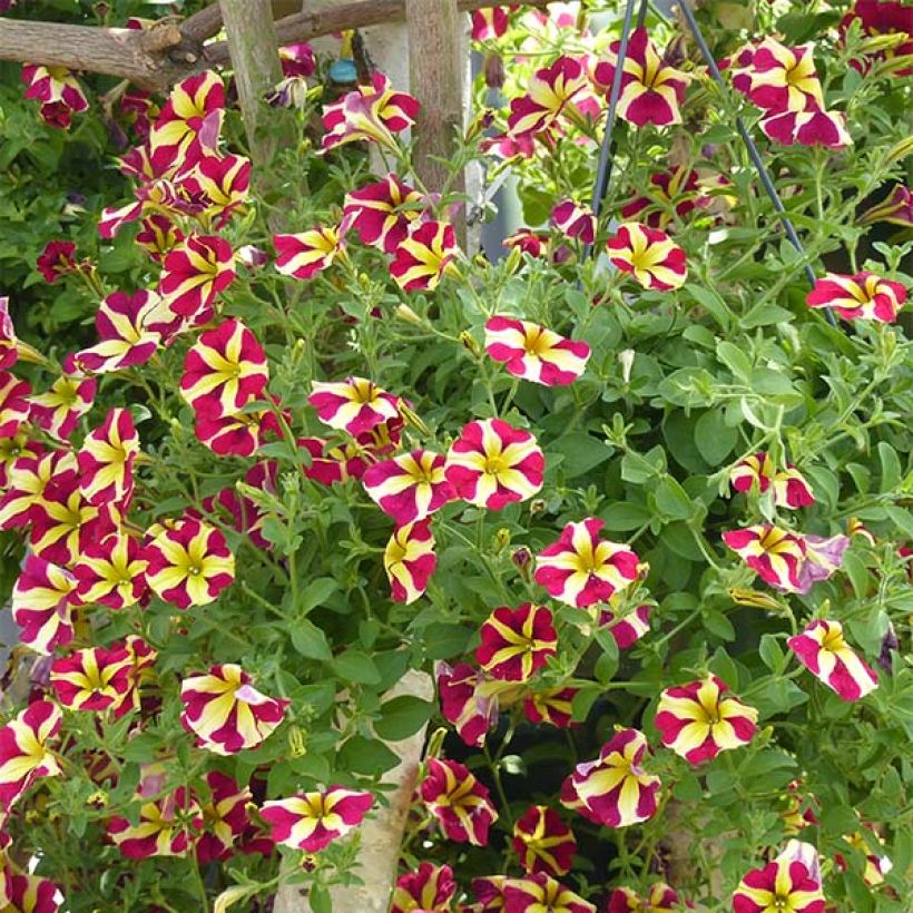 Petunia Amore Queen of Hearts (Hafen)