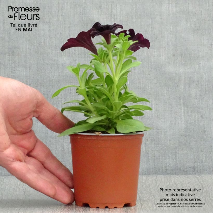 Exemplar von Petunia Black Ray - pot de 10/11cm wie im Frühjahr geliefert