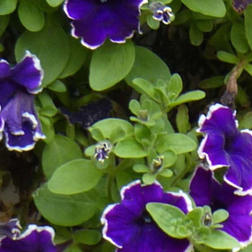 Petunia Picotee Blue (Laub)