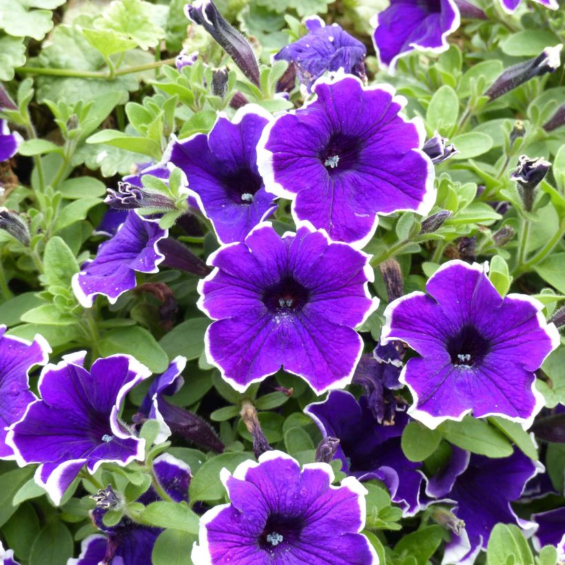 Petunia Picotee Blue (Blüte)