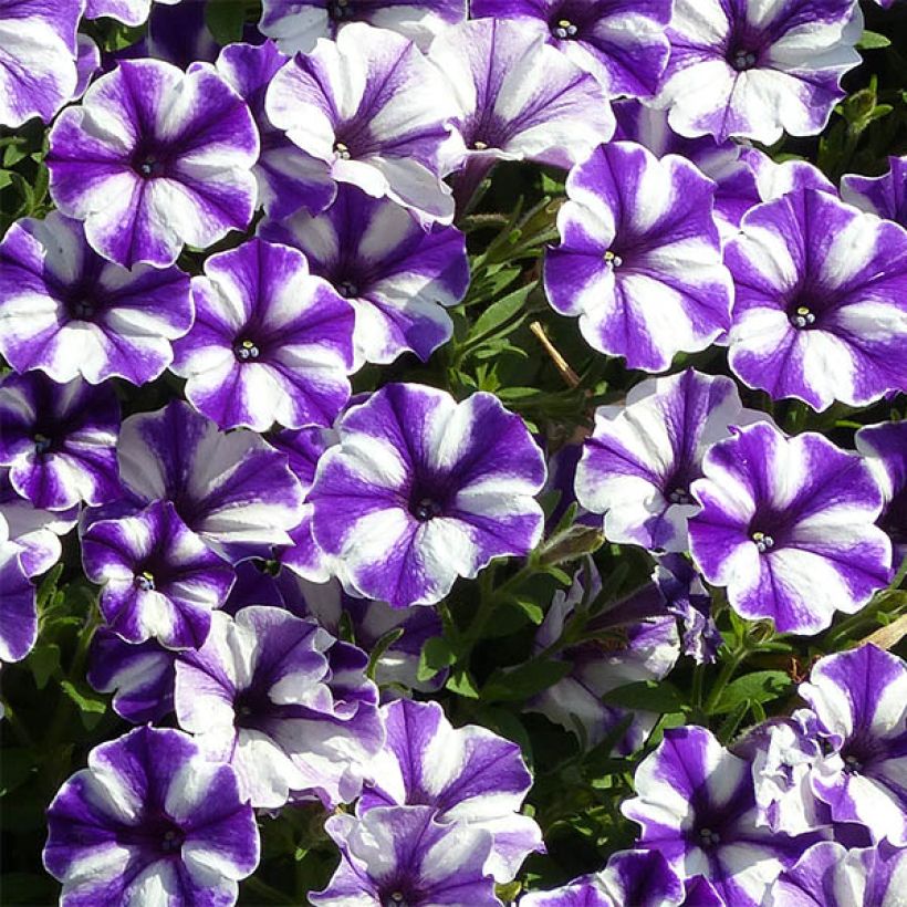 Petunia Bluberry Star (Blüte)