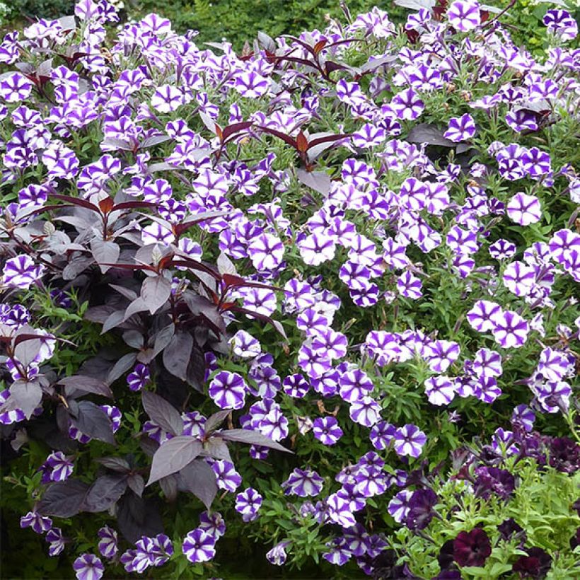 Petunia Bluberry Star (Hafen)