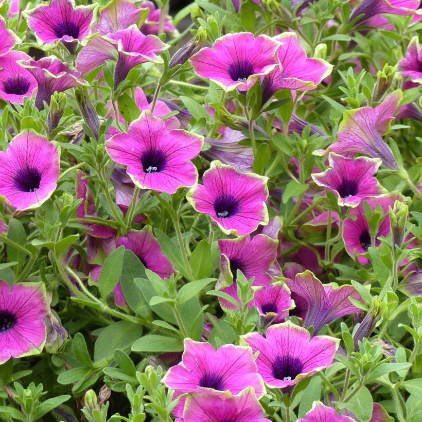 Petunia Designer Buzz Purple (Blüte)