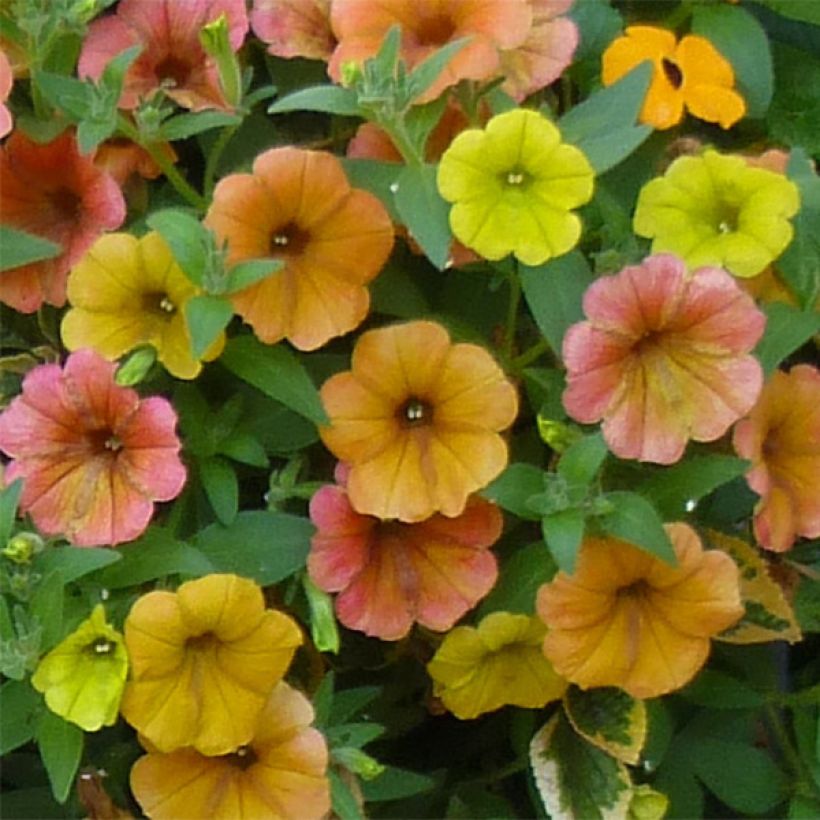 Petunia Cascadia Indian Summer (Blüte)