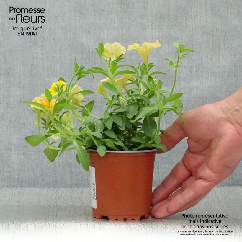 Exemplar von Petunia Cascadias Indian Summer - pot de 10/11cm wie im Frühjahr geliefert