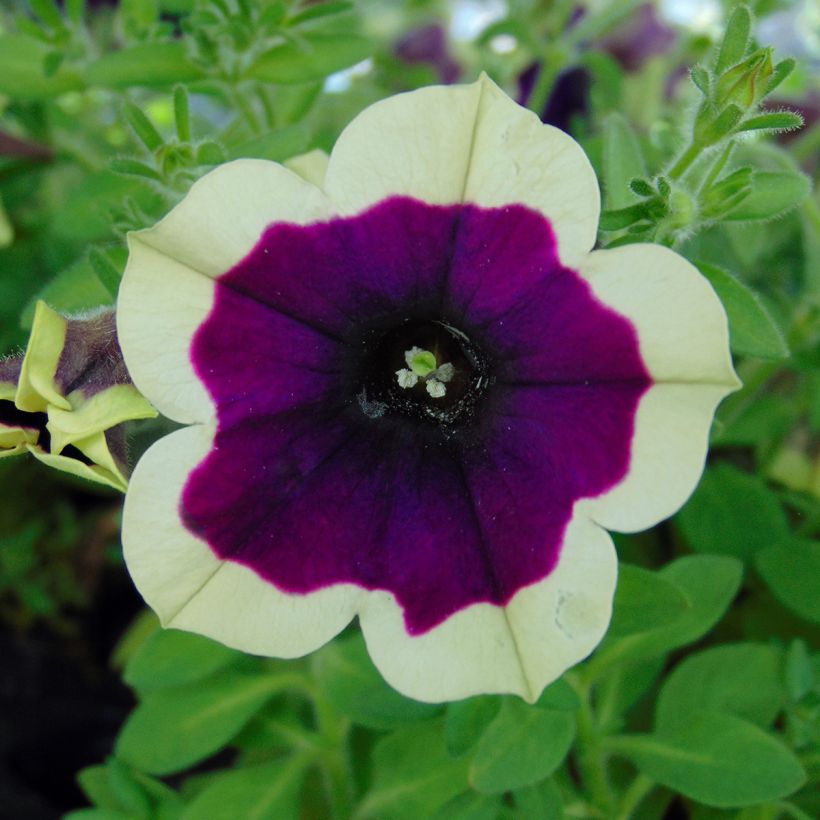 Petunia Cascadias Rim Magenta (Blüte)