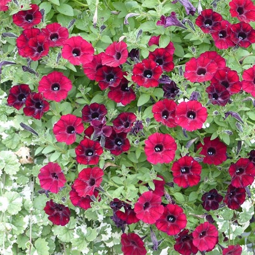 Petunia Chocolina (Blüte)