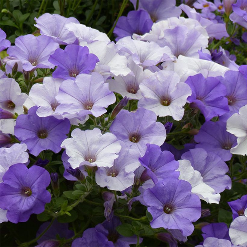 Petunia Conchita Azur (Blüte)