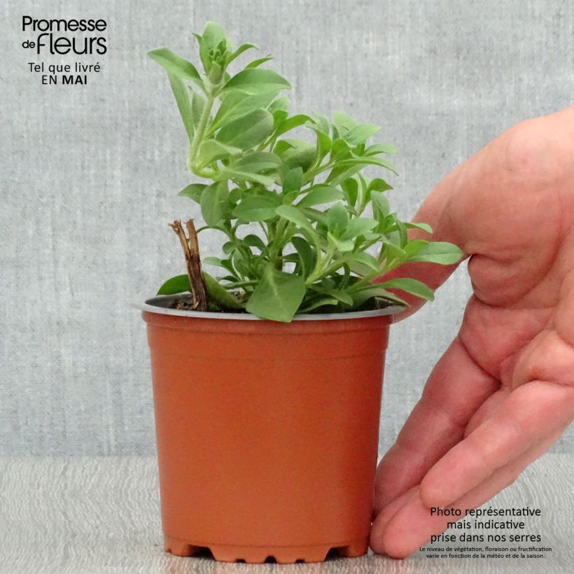 Exemplar von Petunia Merlot - pot de 10/11cm wie im Frühjahr geliefert