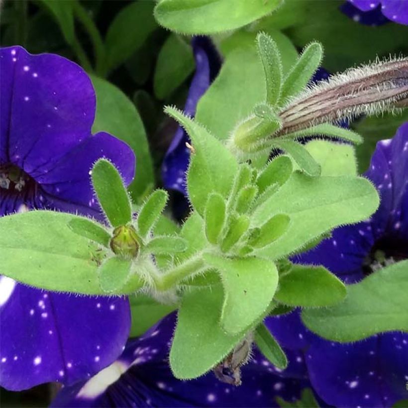 Petunia Night Sky (Laub)