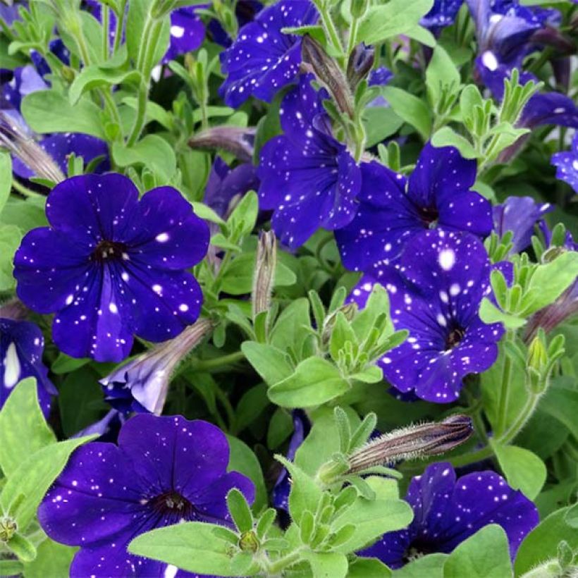 Petunia Night Sky (Blüte)