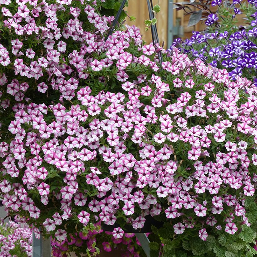 Petunia Pink Star (Blüte)