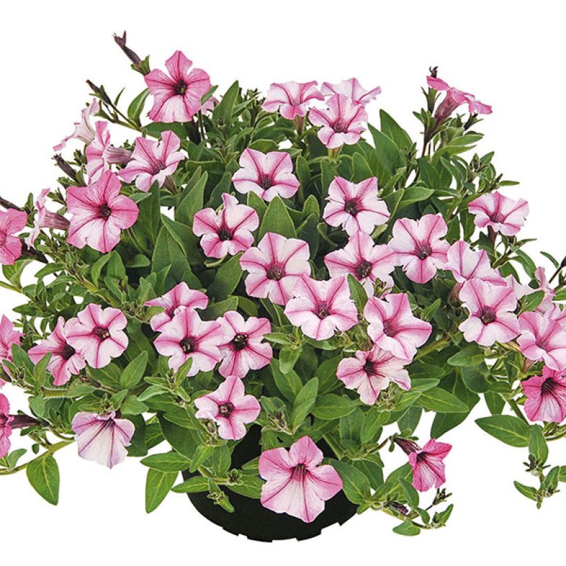 Petunia Pink Star (Hafen)