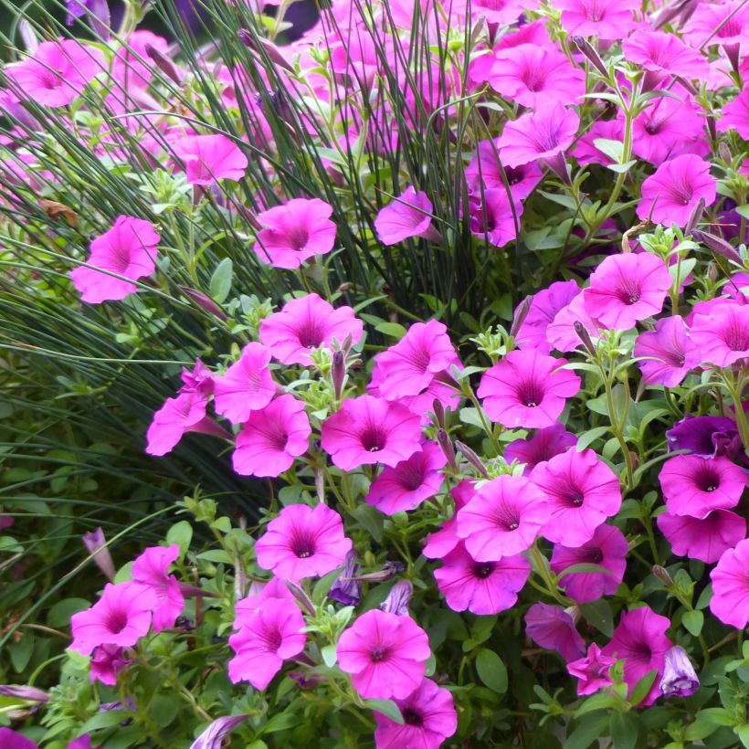 Petunia surfinia Pure Raspberry (Blüte)