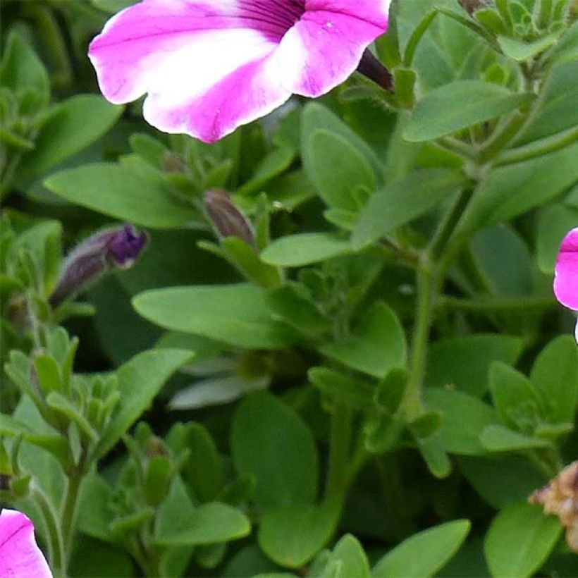 Petunia Raspberry Star (Laub)