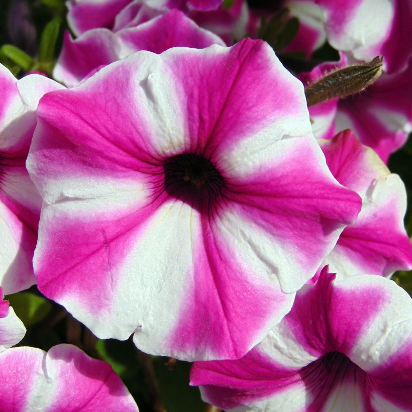 Petunia Raspberry Star (Blüte)