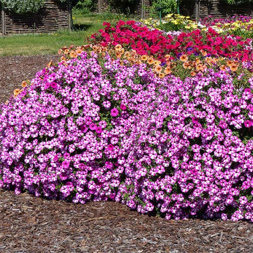 Petunia Raspberry Star (Hafen)