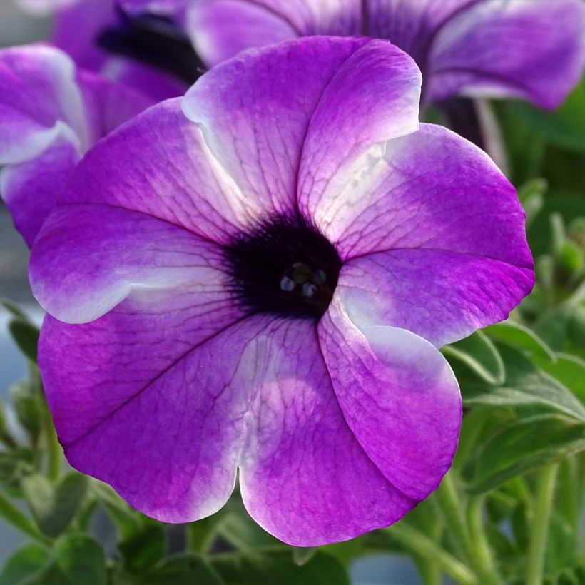 Petunia Red Carpet Orchid Frost (Blüte)