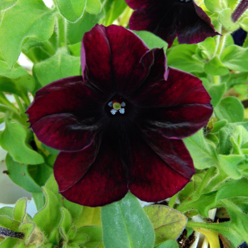 Petunia Sophistica Blackberry (Blüte)