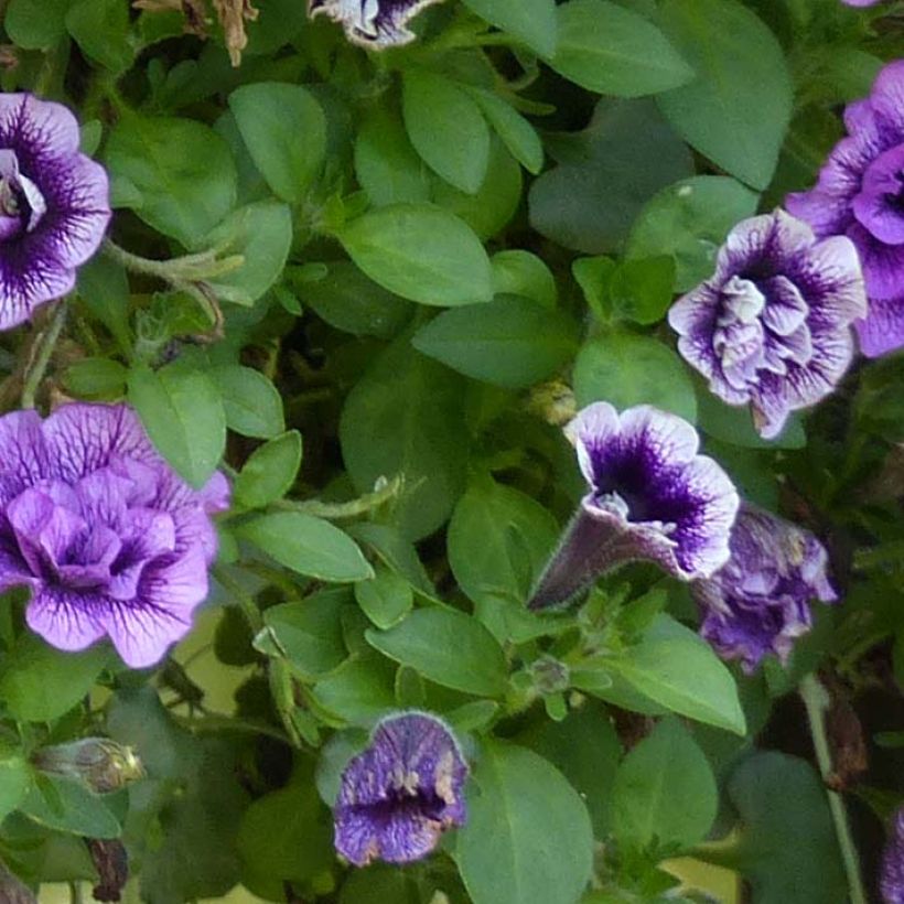 Petunia Sugar Plum (Laub)